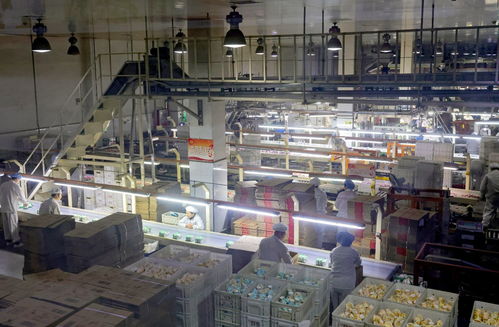 河北定興全力推動食品產業轉型升級 保健食品生產