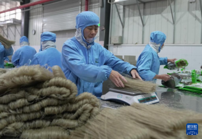 匠心獨(dú)運(yùn)，甘薯變金條——河北盧龍縣粉條生產(chǎn)車(chē)間見(jiàn)聞